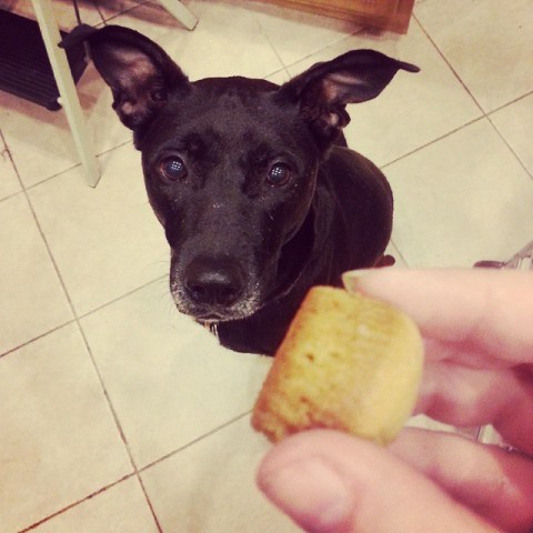 Pepper Pause - Friday 5: Cookies for Pets