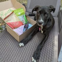 Furrball Friday: Pure Earth Pets Eco-Friendly Dog Box Review